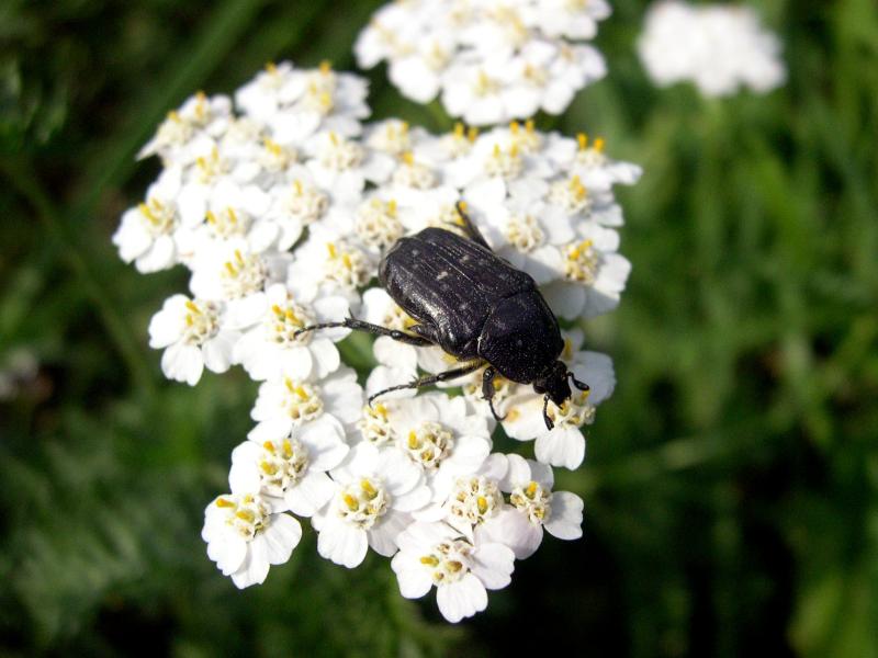 Coleotteri in Val di Tures